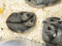 сайт хамстери