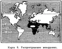 семейство бозайници viverridae