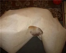 Сайт Річарда, золотистого ретрівера сайт