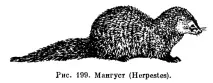 viverridae Viverridae семейство