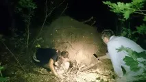 Щеня тихо лежало в лісовій ямі, чекаючи кінця... Але інший пес просто дивом привів рятувальників до лежало