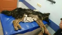 Щеня тихо лежало в лісовій ямі, чекаючи кінця... Але інший пес просто дивом привів рятувальників до лежало