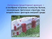рецепторна сигнална