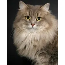 котка лекар