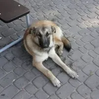 кучета кучета