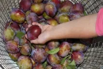 сироп зимата сироп зимата