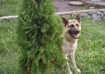 собаки