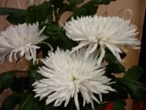 съвети