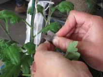 хризантеми