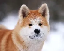 съдържание съвети