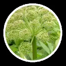 билки