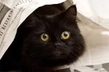 приют