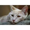 Стрес або котяча депресія, Статті про кішок котяча