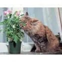 Стрес або котяча депресія, Статті про кішок кішок
