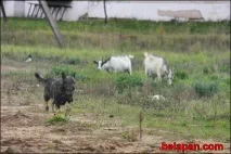 Старобіна