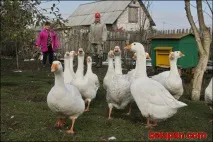 страх