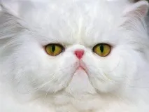 Стрес або котяча депресія, Статті про кішок котяча