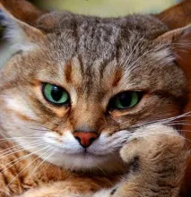 Стрес або котяча депресія, Статті про кішок стрес