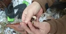 открит диверсанти