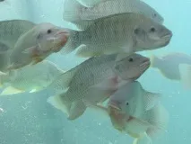 Тіляпія нільський зміст, фото-відео огляд зміст