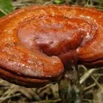 Трутовик лакований, або рейші властивості, застосування, де росте гриб, фото росте