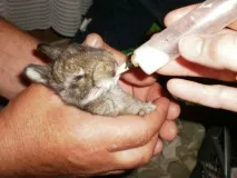Трисульфонінструкція із застосування для кроликів кроликів