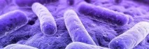 ureaplasma urealiticum