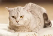 мазна причините