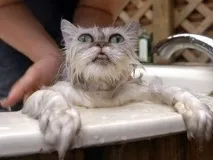 кучета причините