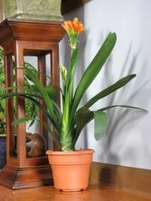 Дізнаємося про Клівію та необхідний догляд у домашніх умовах домашніх
