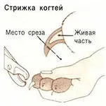 З якоговіку приводити цуценя до грумера якоговіку