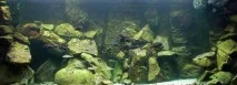 Скеля для акваріума своїми руками руками