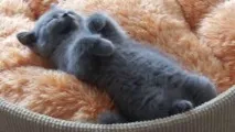 Бачити уві сні купати кошеня, Наші кішки та собаки бачити