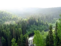 Вплив природних катаклізмів на ліс - Аналітика Лісової промисловості лісової
