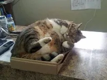 Види наповнювачів для котячого туалету котячого