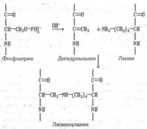 апикални меристеми