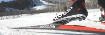 видове видове