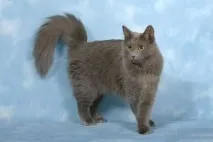 котката котката котката котката
