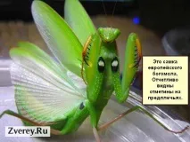 життя