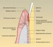 Запалення окістя зуба симптоми та лікування зуба