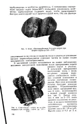 велика
