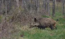 Ягдтер’єр на полюванні на кабана полюванні
