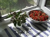 горски горски