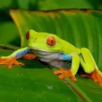 zabava