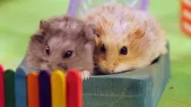 целия живот