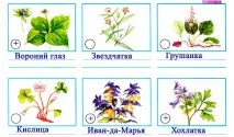 Життя лісу, okrmir1234 лісу