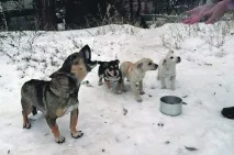котки ужас