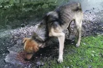 изоставени котки