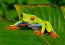 zabava