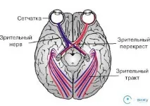Зоровийнерв будова, функції, захворювання, симптоми, діагностика функції
